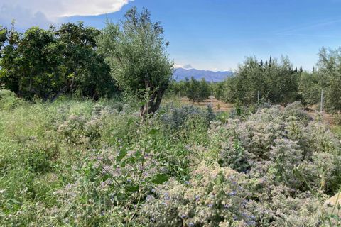 Finca i El Perello, Tarragona, El Perello - € 35.000 | Ref: Finca rústica p - foto 22